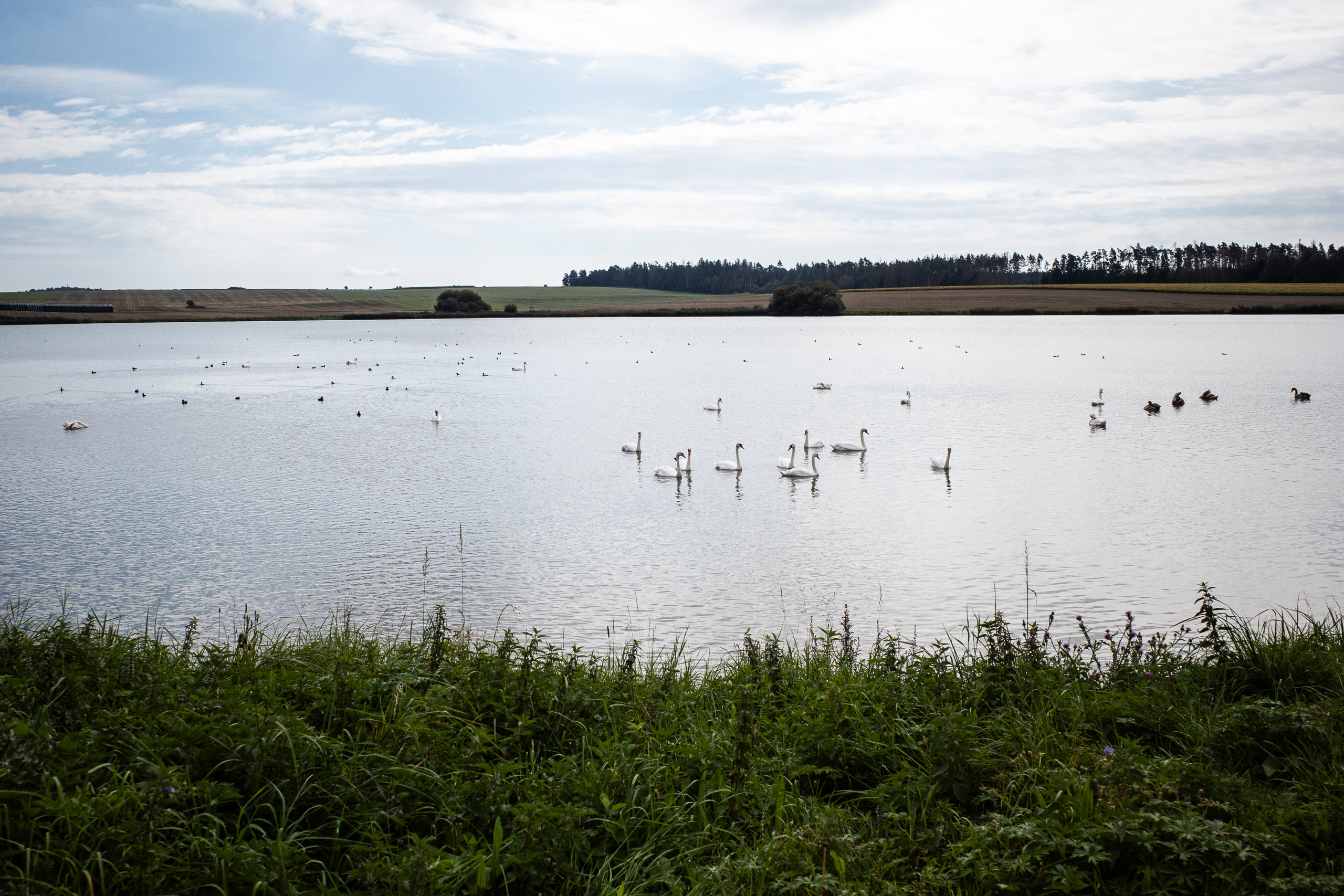 Fischteich voller Schwäne und Enten, dahinter die abgeernteten Felder